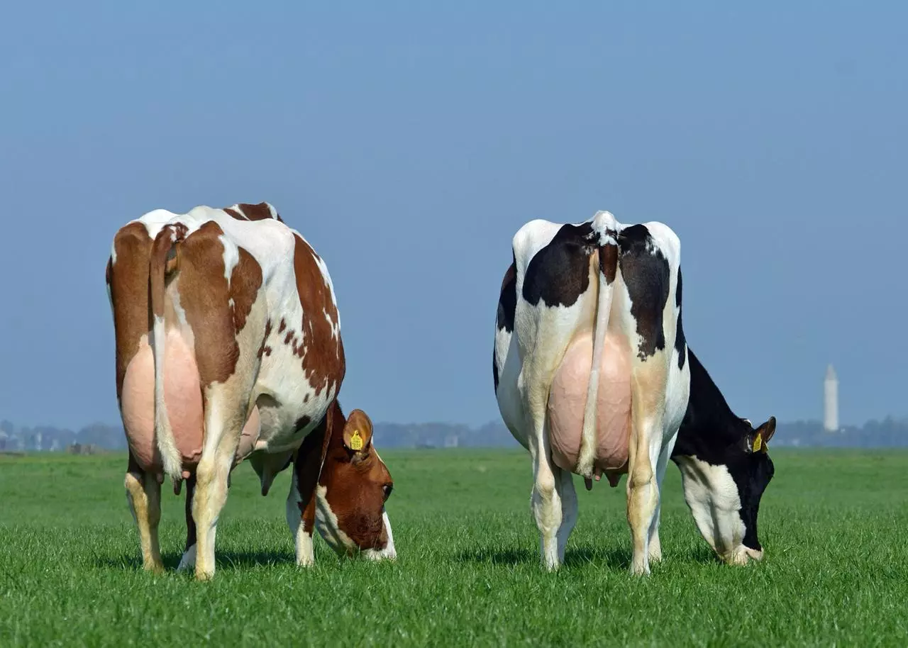 LATICÍNIO ][ A importância da qualidade do leite - foco em sólidos e nutrição